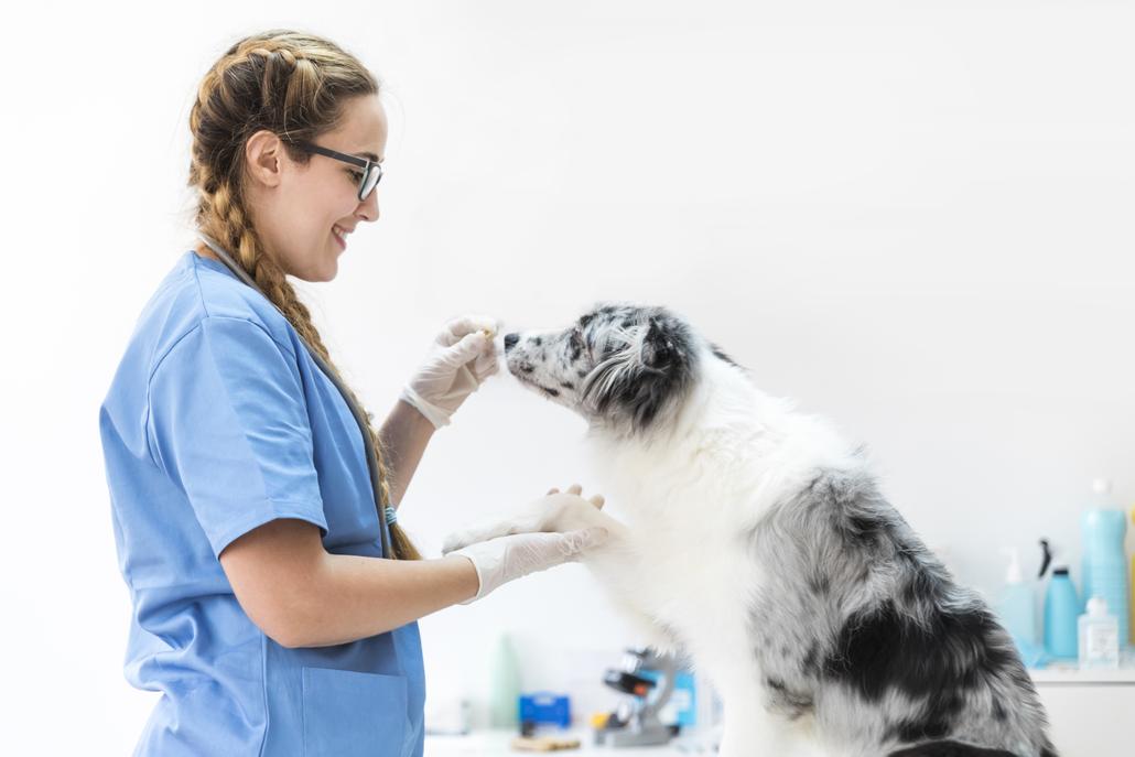 Bachelor of Veterinary [BVSc] (Animal Genetics and Breeding)
